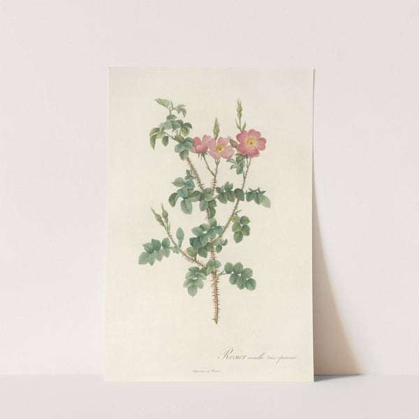 Rosa Rubiginosa Aculeatissima by Pierre Joseph Redouté