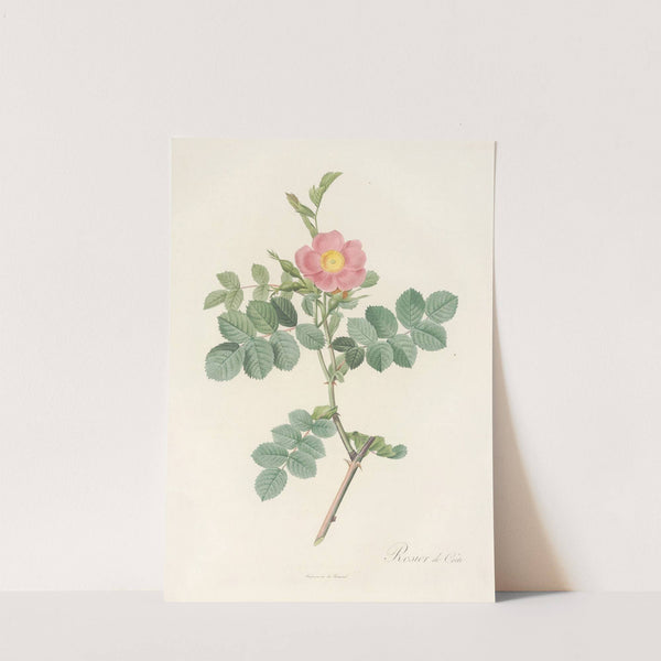 Rosa Rubiginosa Cretica by Pierre Joseph Redouté