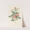 Rosa Rubiginosa Flore Semi-Pleno by Pierre Joseph Redouté