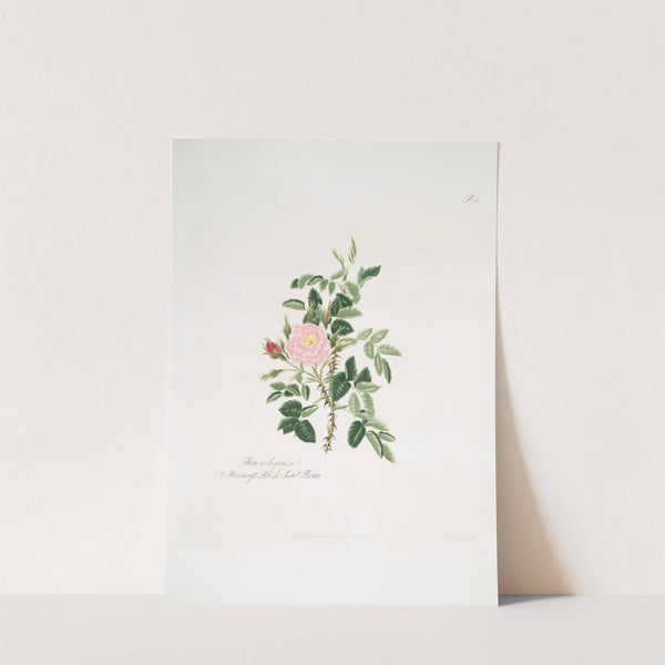 Rosa rubiginosa by Mary Lawrance