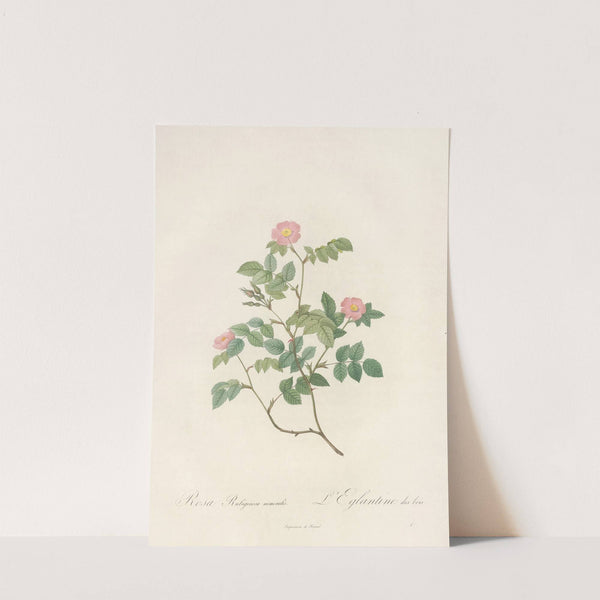 Rosa Rubiginosa Nemoralis by Pierre Joseph Redouté