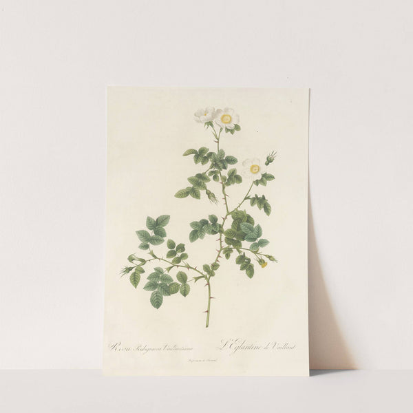 Rosa Rubiginosa Vaillantiana by Pierre Joseph Redouté