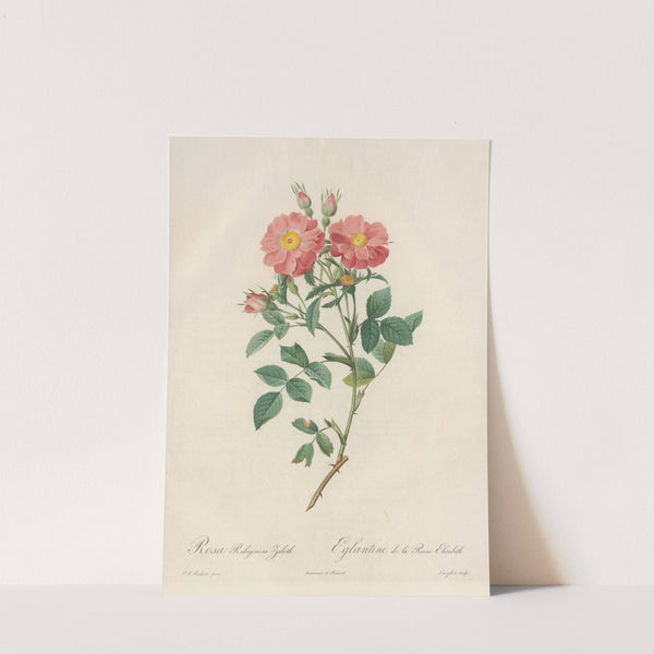 Rosa Rubiginosa Zabeth by Pierre Joseph Redouté