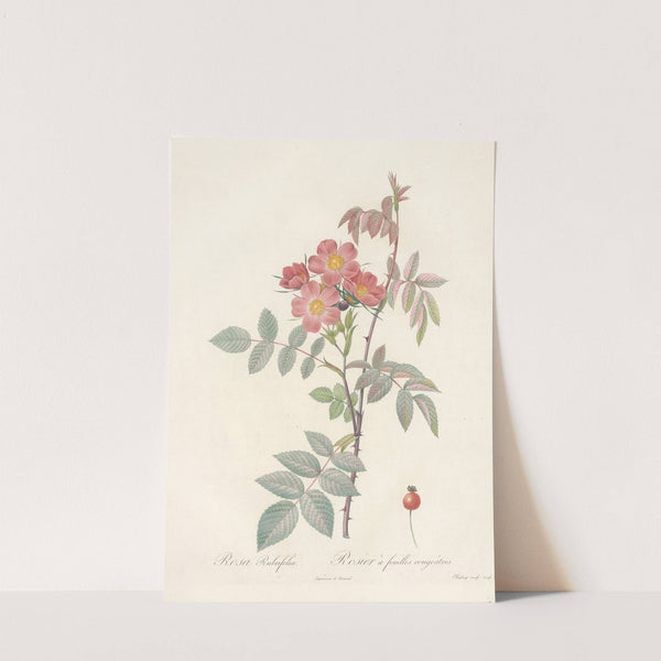 Rosa Rubrifolia by Pierre Joseph Redouté