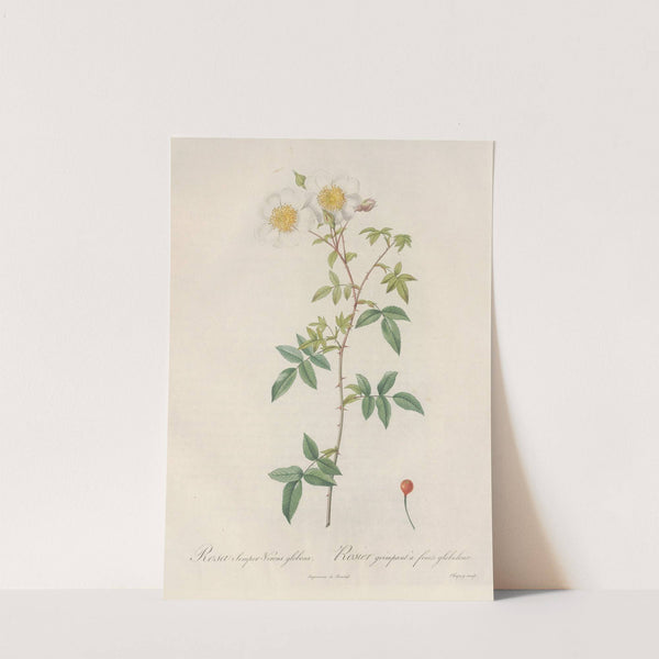 Rosa Semper-Virens Globosa by Pierre Joseph Redouté