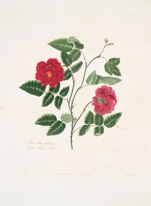 Rosa semperflorens