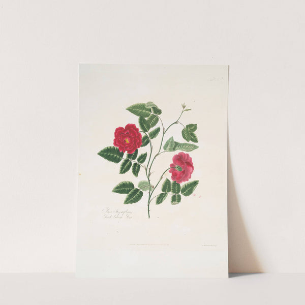 Rosa semperflorens by Mary Lawrance