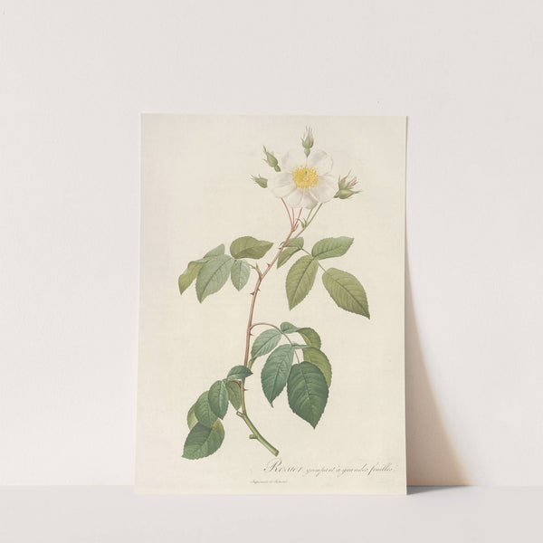 Rosa Sempervirens Latifolia by Pierre Joseph Redouté