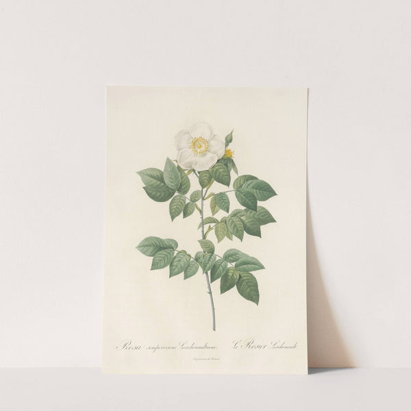 Rosa Sempervirens Leschenaultiana by Pierre Joseph Redouté