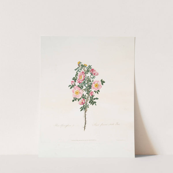 Rosa spinosissima by Mary Lawrance