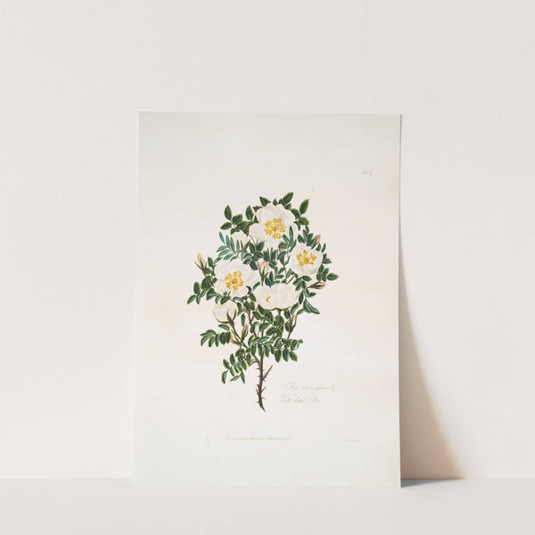 Rosa spinosissima2 by Mary Lawrance