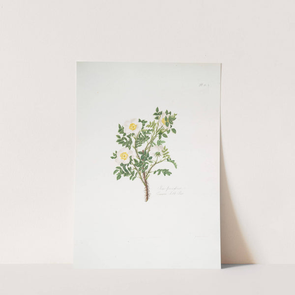 Rosa spinosissima3 by Mary Lawrance