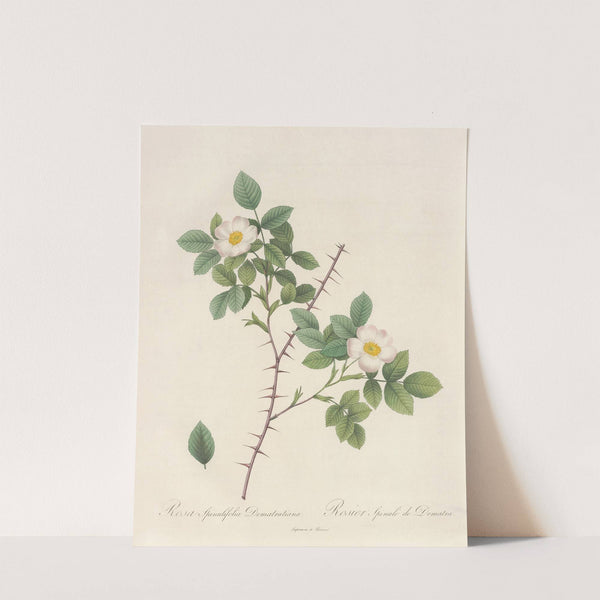Rosa Spinulifolia Dematratiana by Pierre Joseph Redouté