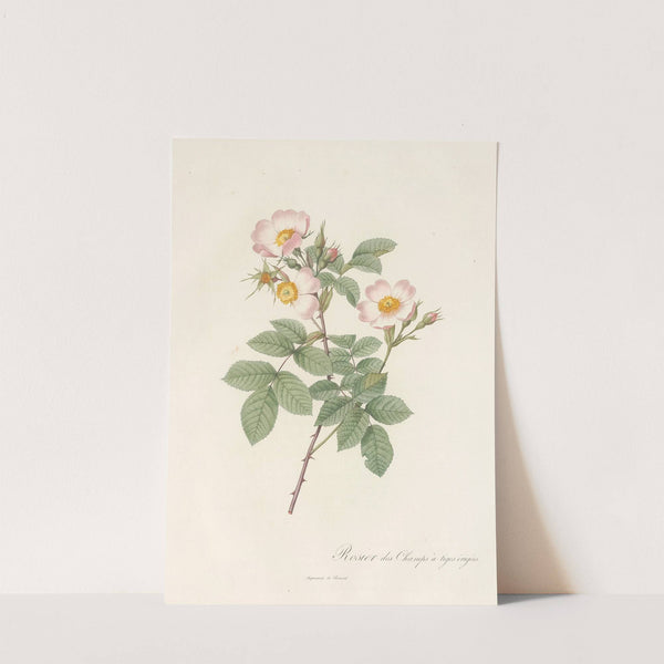 Rosa Stylosa by Pierre Joseph Redouté