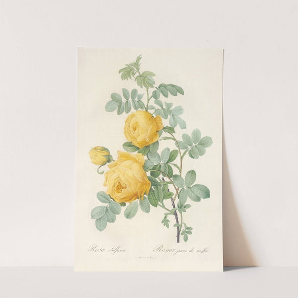 Rosa Sulfurea by Pierre Joseph Redouté
