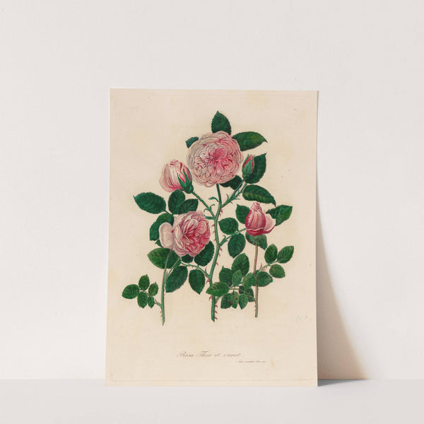 Rosa Thea et variet (1818-1824) by Gaetano Savi