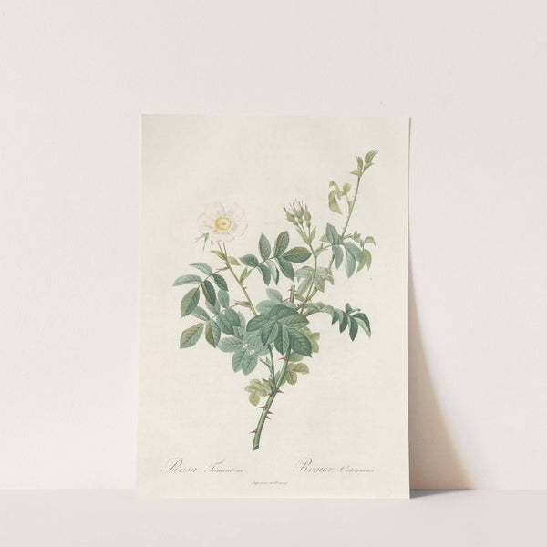 Rosa Tomentosa by Pierre Joseph Redouté