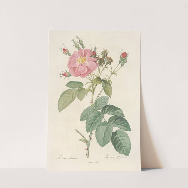 Rosa Tomentosa. by Pierre Joseph Redouté