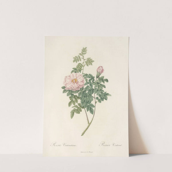 Rosa Ventenatiana by Pierre Joseph Redouté