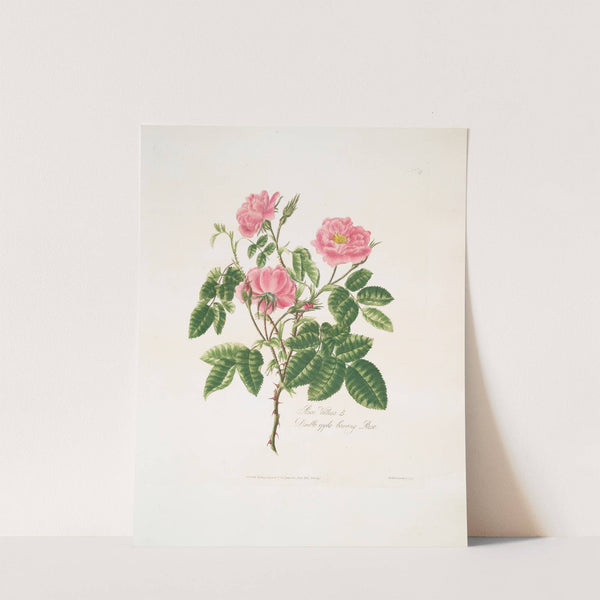 Rosa villosa by Mary Lawrance