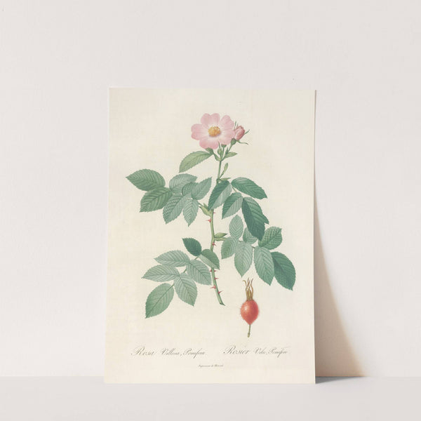 Rosa Villosa Pomifera by Pierre Joseph Redouté