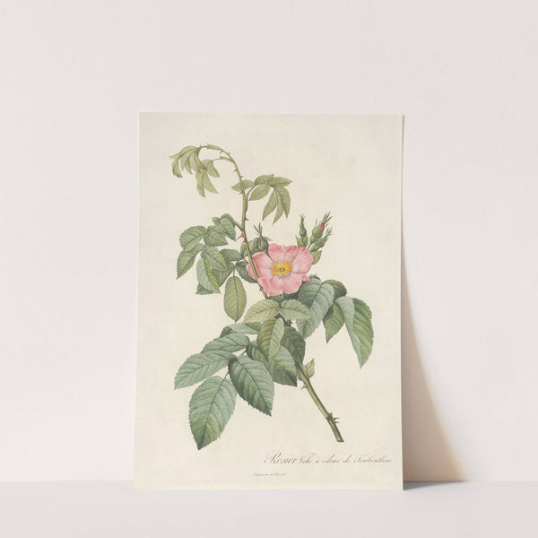 Rosa Villosa Therebenthina by Pierre Joseph Redouté