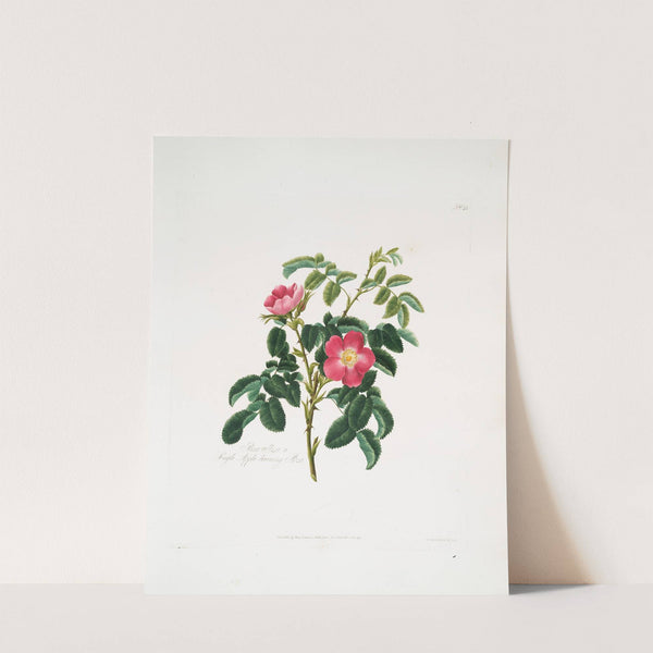 Rosa villosa2 by Mary Lawrance