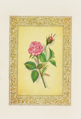 Rose (1869)