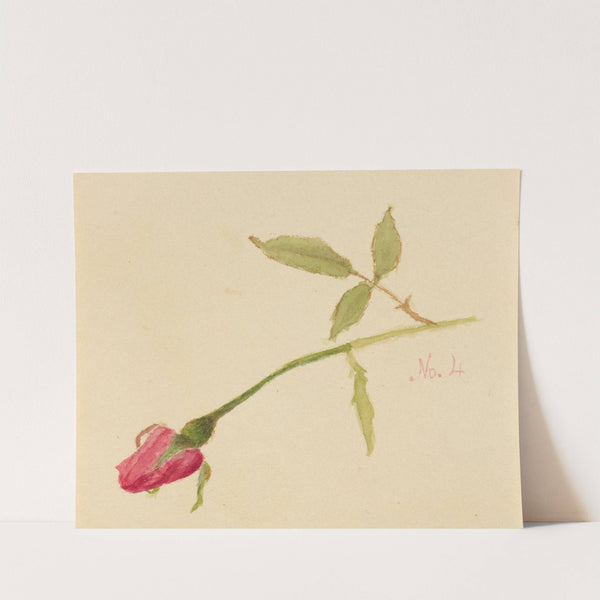 Rose (1872) by Mary Vaux Walcott