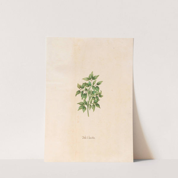 Rose à Jericho (1692) by Magdelena Rosina Funck