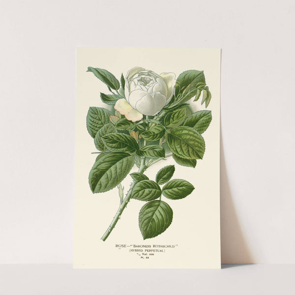 Rose- Baroness Rothschild (1896-1897) by Edward Step