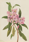 Rose-Bay Rhododendron (Rhododendron carolinianum) (1932)