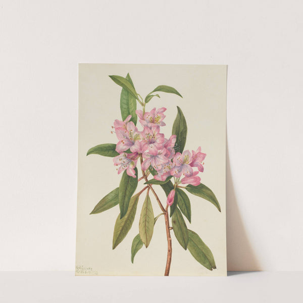 Rose-Bay Rhododendron (Rhododendron carolinianum) (1932) by Mary Vaux Walcott