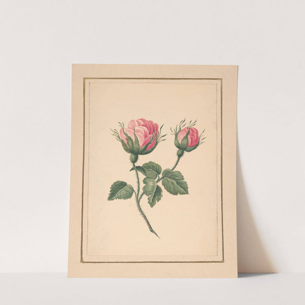 Rose blossoms on stem with leaves (1820-1839) by William Wood Thackara