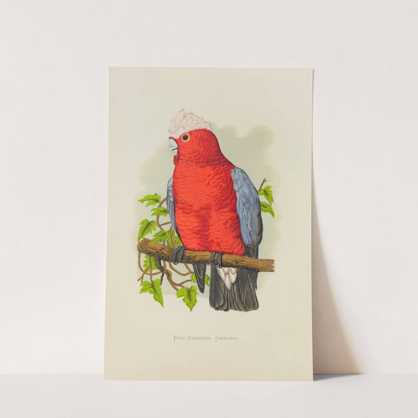 Rose-Breasted Cockatoo (1884-1887) by Alexander Francis Lydon