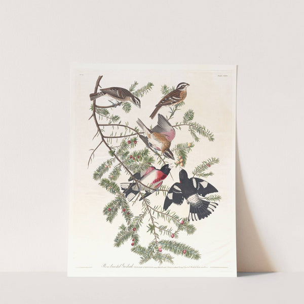 Rose-breasted grosbeak by John James Audubon