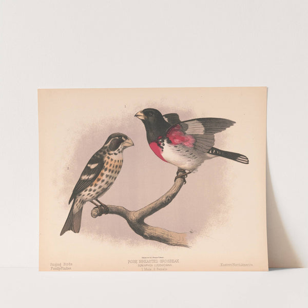 Rose breasted grosbeak. Goniaphea ludoviciana. 1. Male. 2. Female (1874) by Louis Prang & Co.