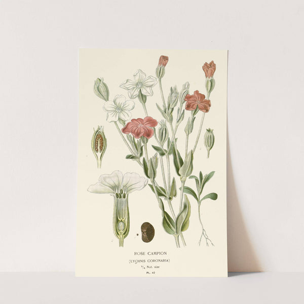 Rose Campion (1896-1897) by Edward Step