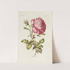 Rose (1770) by Carington Bowles