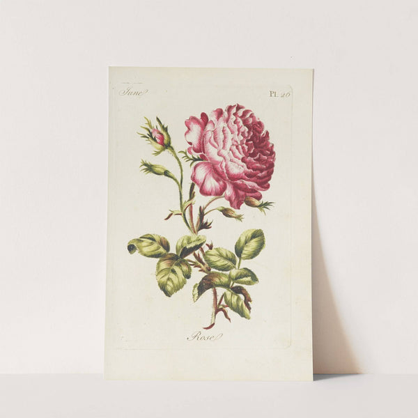 Rose (1770) by Carington Bowles