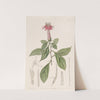 Rose-coloured Barnadesia by Sydenham Edwards