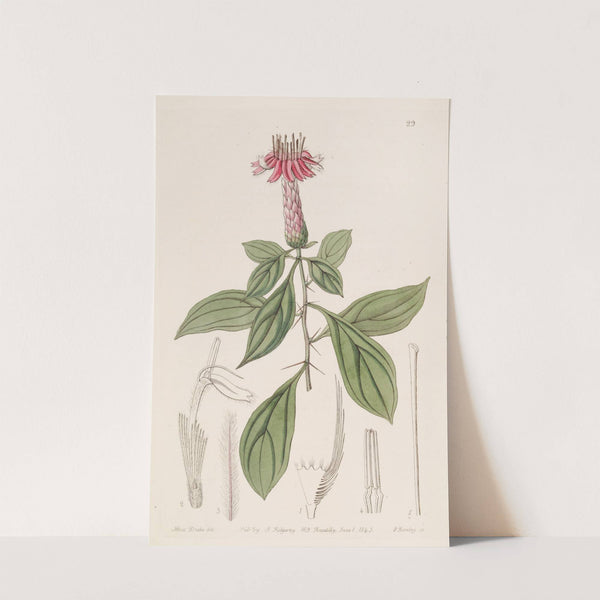 Rose-coloured Barnadesia by Sydenham Edwards