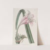 Rose-coloured changeable Crinum by Sydenham Edwards