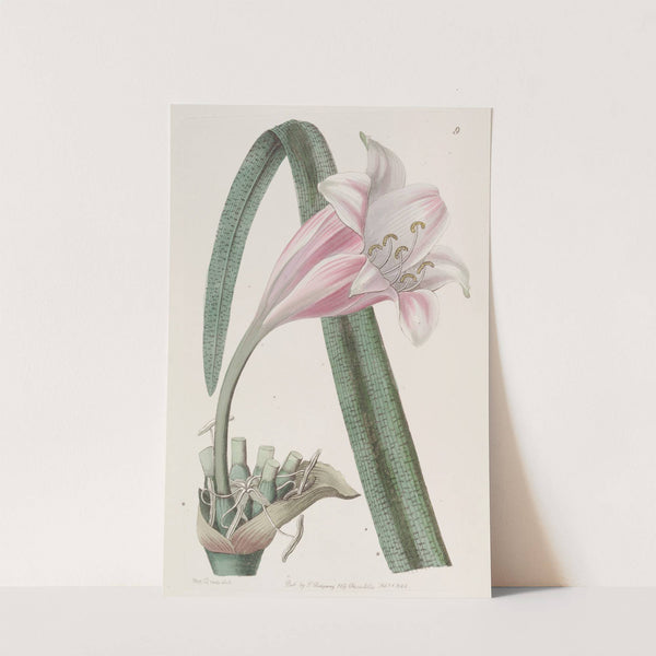 Rose-coloured changeable Crinum by Sydenham Edwards