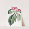 Rose-coloured Pereskia by Sydenham Edwards