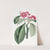 Rose-coloured Pereskia by Sydenham Edwards