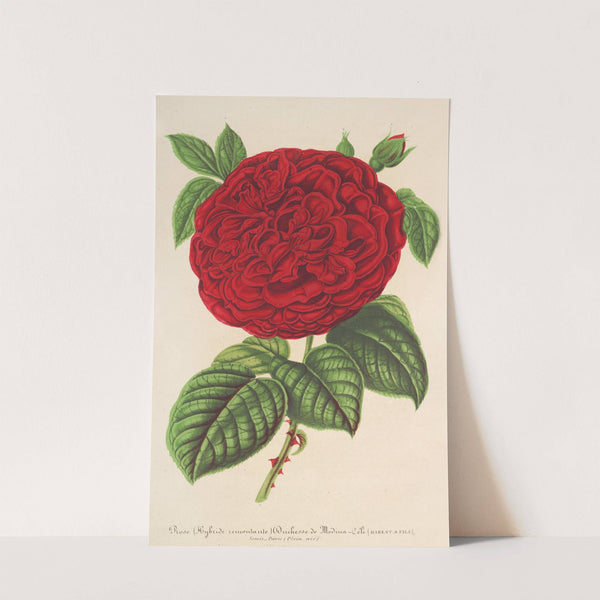 Rose Duchesse de Médina-Céli by Charles Antoine Lemaire