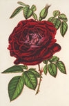 Rose Empereur du Mexique (remontante)