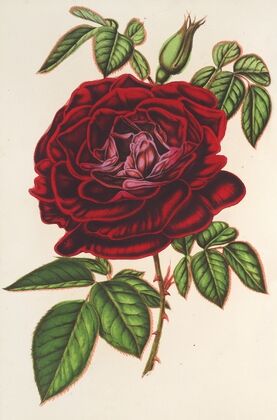 Rose Empereur du Mexique (remontante)