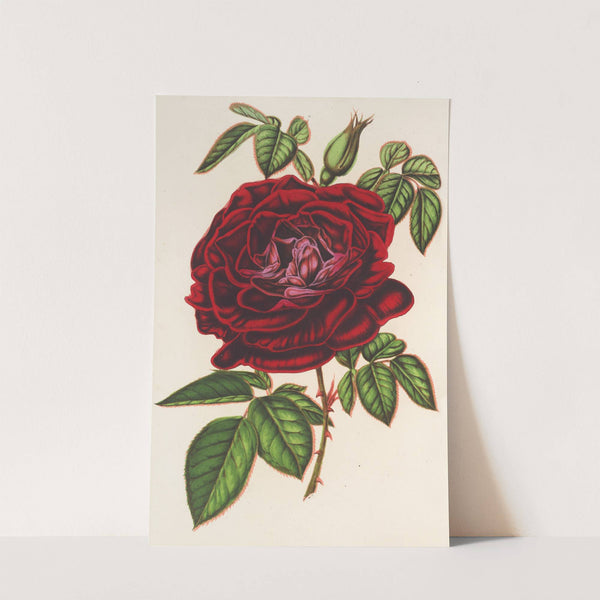 Rose Empereur du Mexique (remontante) by Charles Antoine Lemaire